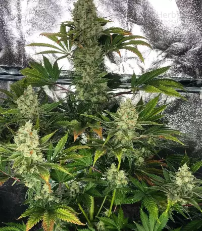 Do-Si-Dos OG (Original Sensible Seeds) Cannabis-Samen