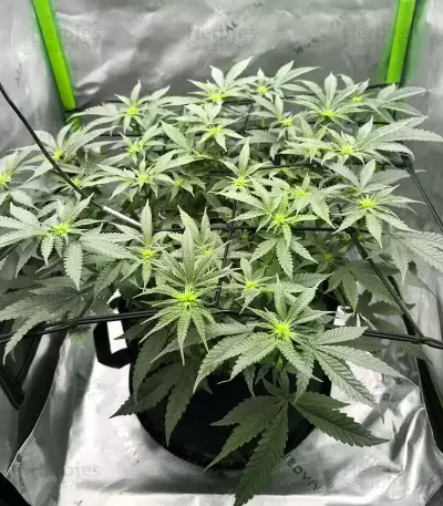 Jelly Donutz Autoflower feminisierte Samen (Humboldt Seed Company)