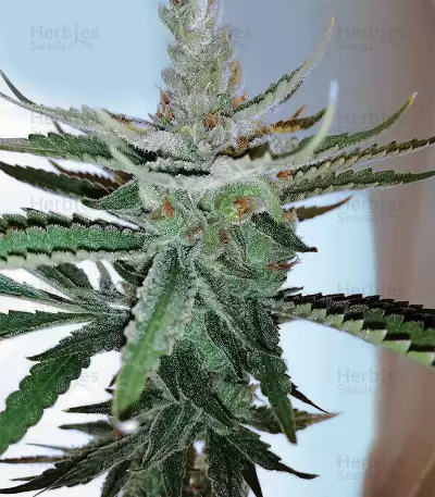 Pineapple Chunk feminisierte Samen (Barney’s Farm)