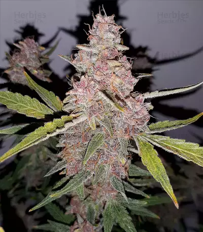 Purple Punch Auto feminisierte Samen (Barney’s Farm)