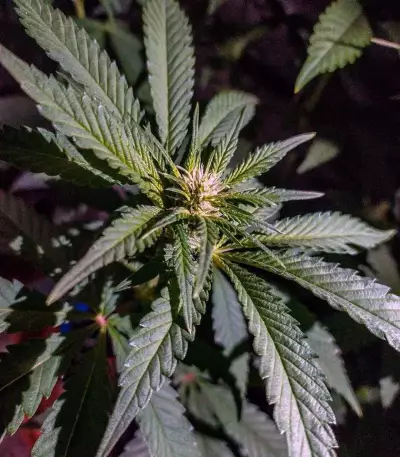 Purple Punch feminisierte Samen (Barney’s Farm)