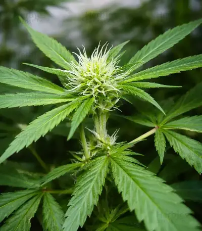 Shamanic Haze (De Sjamaan Seeds) Cannabis-Samen