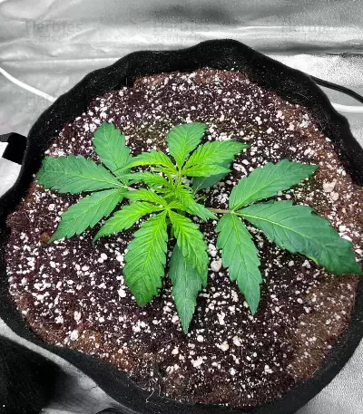 Sour Apple Autoflower feminisierte Samen (Humboldt Seed Company)