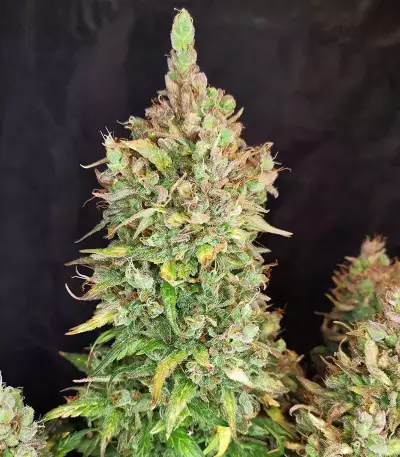 Strawberry Pie Auto Samen feminisiert (Fast Buds)