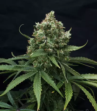 Super Lemon Haze (GHS)