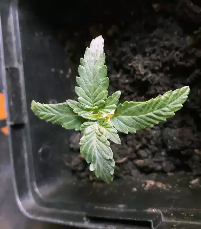 Sweet CBD Auto (Auto Seeds) Cannabis-Samen