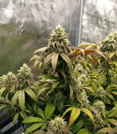 The Magician (De Sjamaan Seeds) Cannabis-Samen