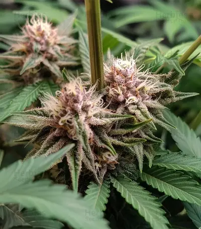 Tropicana Cherry (Barney's Farm)
