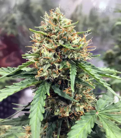 Z (Blackskull Seeds) Cannabis-Samen
