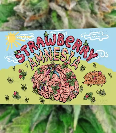 Strawberry Amnesia feminisiertes Saatgut von Herbies Seeds