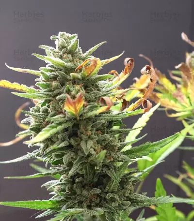 Original Trainwreck Auto Samen feminisiert (Fast Buds)