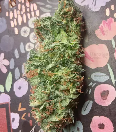 Tropicanna Banana strain