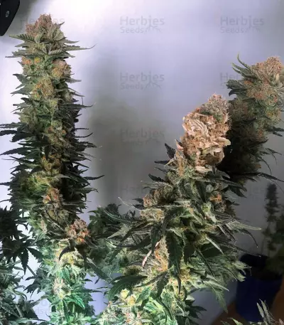 Golosa Early Version Samen feminisiert (Delicious Seeds)