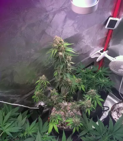 Auto Monster Mass (Critical Mass Collective Seeds) Cannabis-Samen