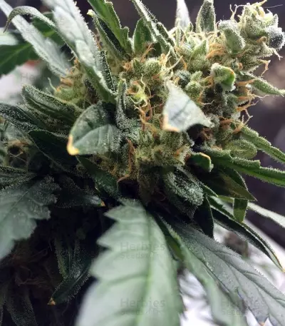 Mexican Airlines Auto (Fast Buds) Cannabis-Samen