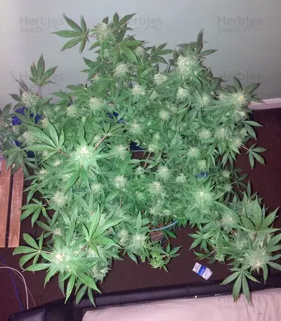 Vanilla Kush feminisiertes Saatgut (Barney's Farm)