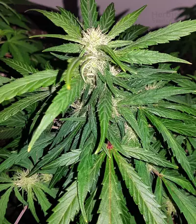 Auto Kaya 47 (Advanced Seeds) Cannabis-Samen