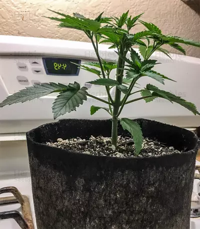 Berry Bomb (Bomb Seeds) Cannabis-Samen