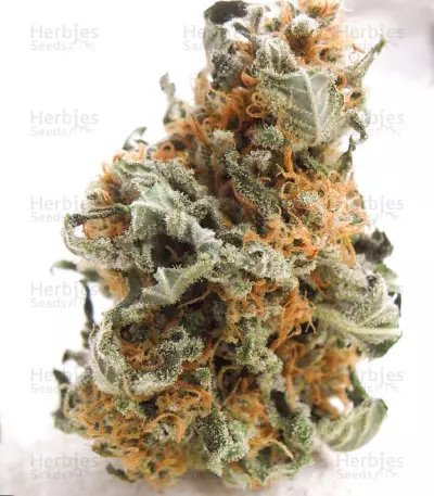 Black Jesus OG (Dr Underground) Cannabis-Samen