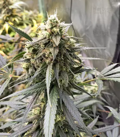 Mix Pack Autoflower (Seedstockers) Cannabis-Samen