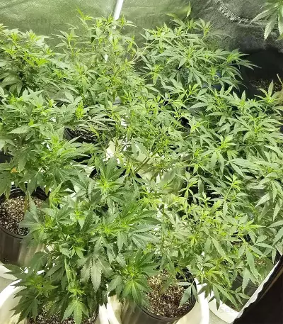 Bruce Banner #3 (Big Head Seeds) Cannabis-Samen