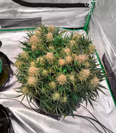 Bruce Banner Auto strain