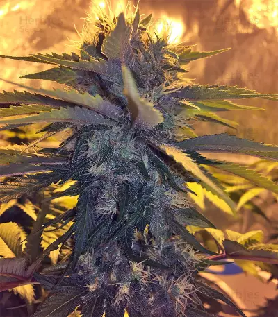 Bubble Bomb (Bomb Seeds) Cannabis-Samen