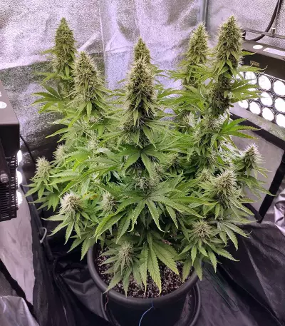 CBD Blue Shark (Barney's Farm) Cannabis-Samen
