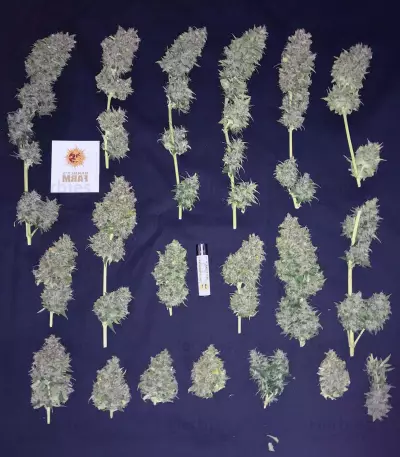 CBD Lemon Potion Auto (Barney's Farm) Cannabis-Samen