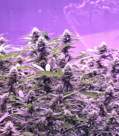 Chem Berry D regular (Dark Horse Genetics) Cannabis-Samen