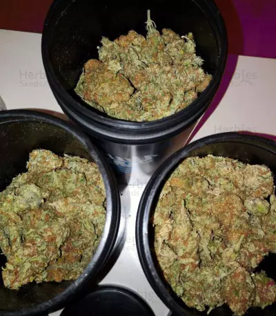 Cluster Bomb (Bomb Seeds)