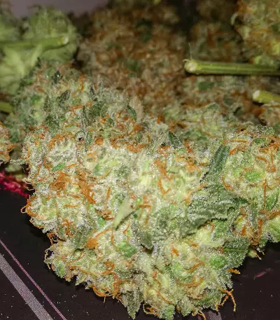 Critical (Advanced Seeds) Cannabis-Samen