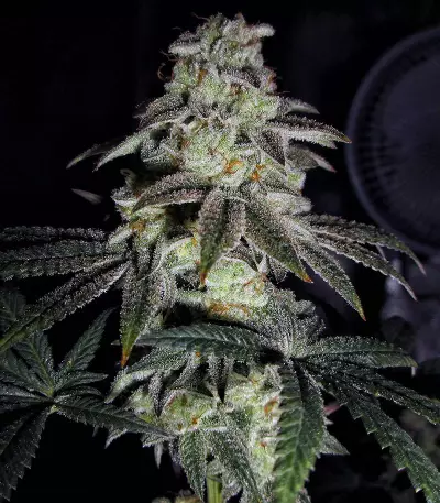 Do-Sweet-Dos (Sweet Seeds) Cannabis-Samen