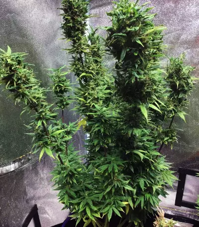 Girl Scout Cookies (BlimBurn Seeds) Cannabis-Samen