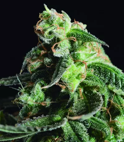 Girl Scout Cookies (BlimBurn Seeds) Cannabis-Samen