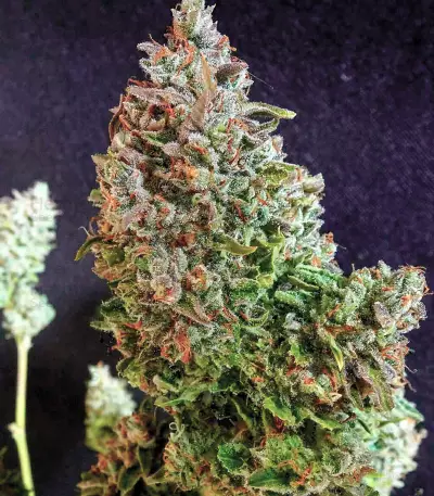 Gorilla Z Auto feminisiertes Saatgut (Barney's Farm)