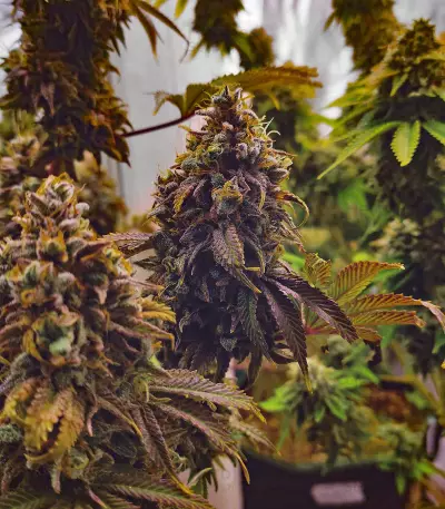 Grand Daddy Purp (Grand Daddy Purp) Cannabis-Samen