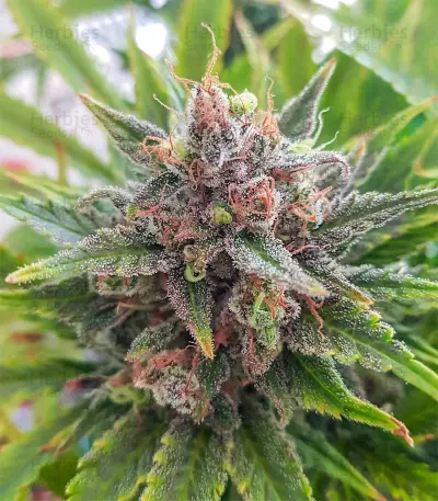 Grapefruit Auto (Fast Buds) Cannabis-Samen