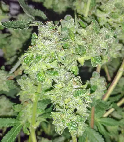 HiFi 4G (Dutch Passion) Cannabis-Samen