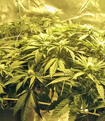 Kripple Roulette (Dr. Krippling Seeds) Cannabis-Samen