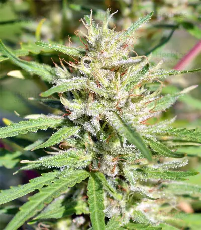 Nepal Jam regular (Ace Seeds) Cannabis-Samen