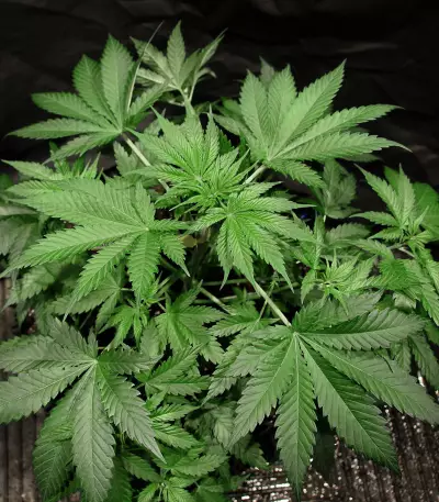 Old Dirty Biker regular (Karma Genetics) Cannabis-Samen