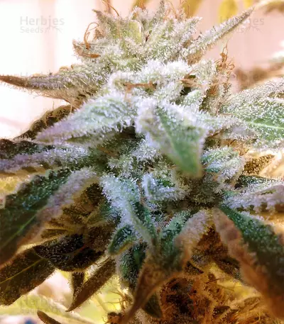 OG Kush (Reserva Privada) Cannabis-Samen