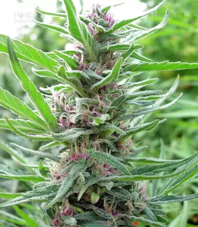 Panama regular (Ace Seeds) Cannabis-Samen