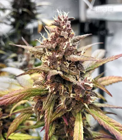 Buy Red Mandarine F1 Fast Version strain