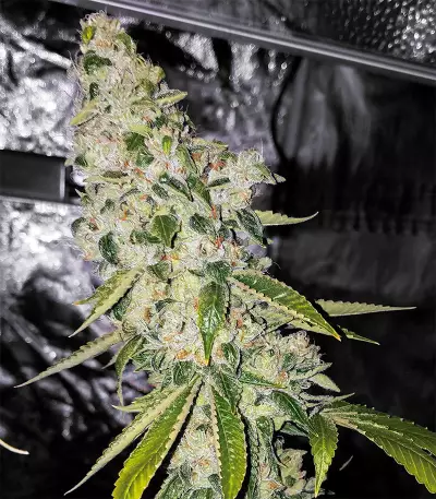 Ripper badazz (Ripper Seeds) Cannabis-Samen