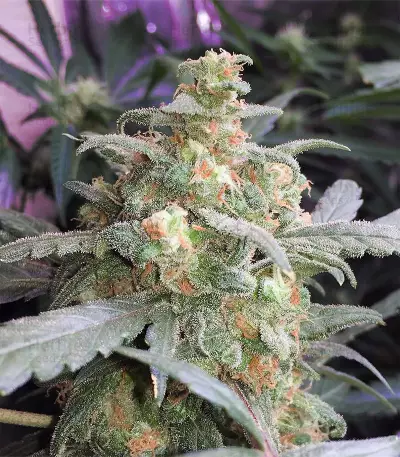 Thin Mint Crack (Seedstockers) Cannabis-Samen