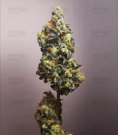 Wedding Cake Auto feminisierte Samen (Barney’s Farm)