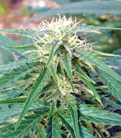 White Widow Auto strain