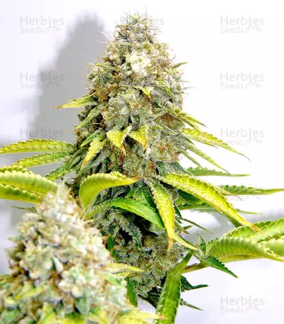 Xtreme Kush (Xtreme Seeds) Cannabis-Samen